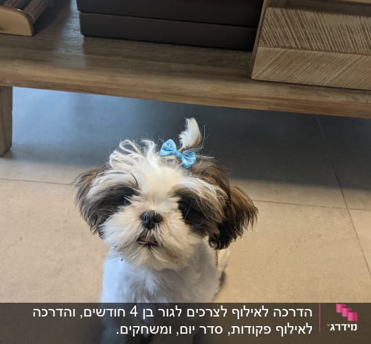 כלב קטן עם סרט כחול על הראש